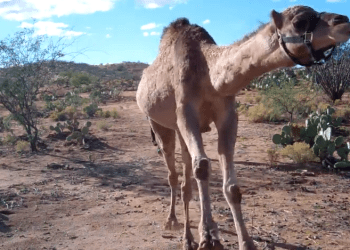 Camel-vs-girl-race