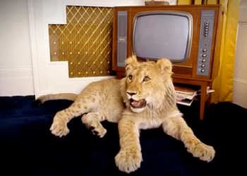 Christian the Lion with TV video still for Daily Viral