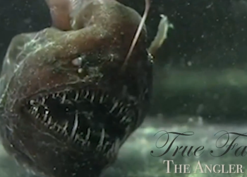 True Facts about the Anglerfish Angler Fish Video Still
