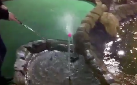 Greatest Mini Golf Shot Evaaaar video viral still