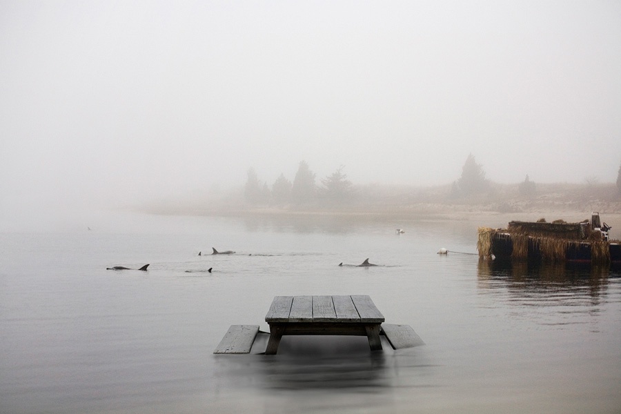 Day of the Dolphins by Dalton Portella