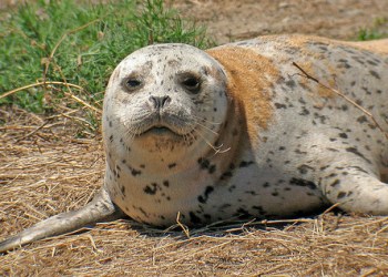 Harbor Seal