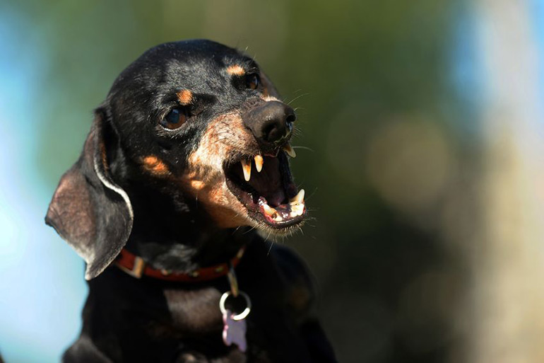 Barking dachshund