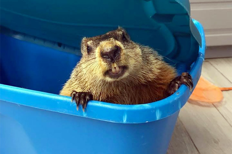 Evelyn Alexander Wildlife Rescue Center groundhog