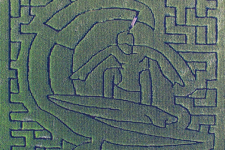 Close-up of the Fairview Farm Corn Maize