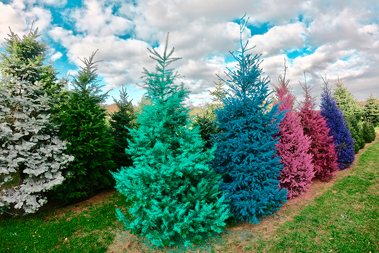 Colorful Christmas tree at Dart's Farm