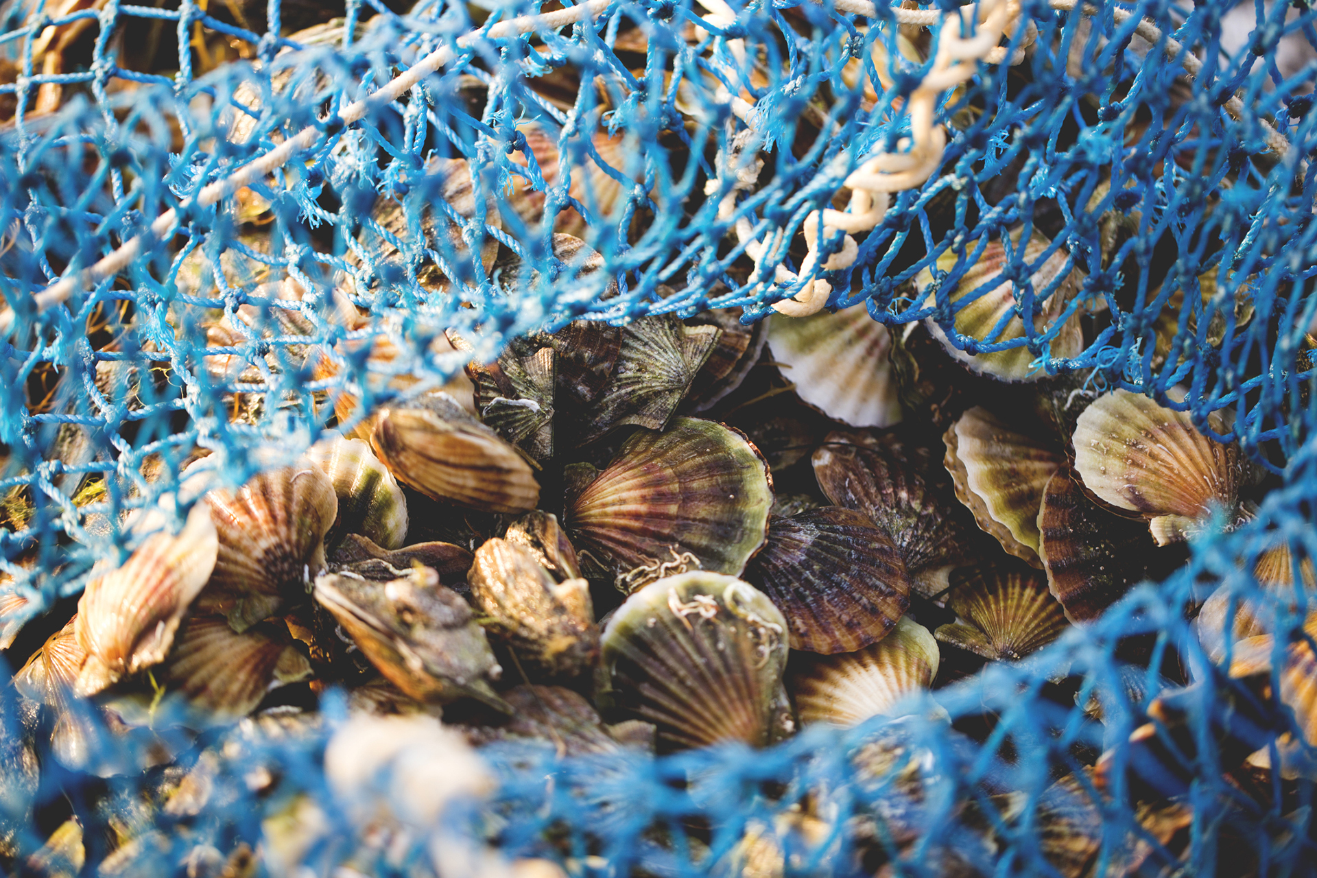 Delicacies fresh scallop mussel at fishing net