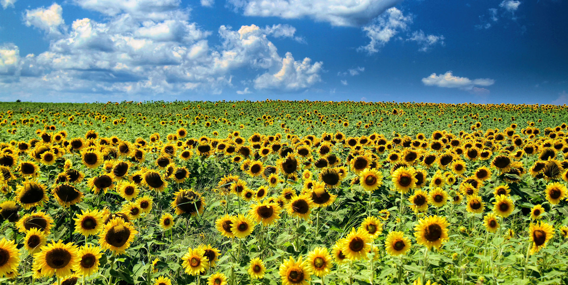 Mattituck sunflowers