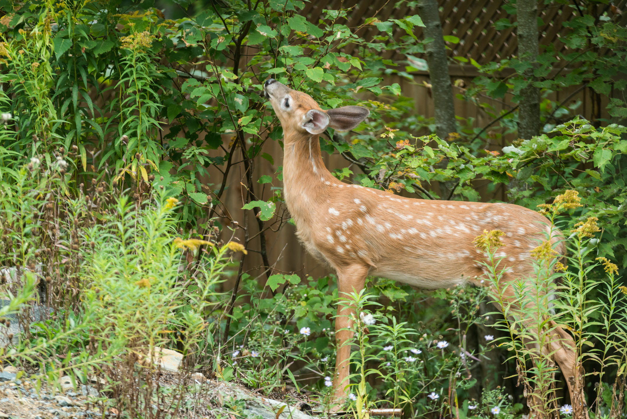White-Tailed Deer