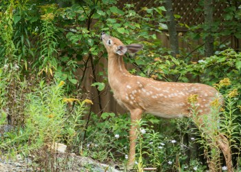 White-Tailed Deer