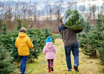 Know your Christmas trees when visiting your favorite local farms