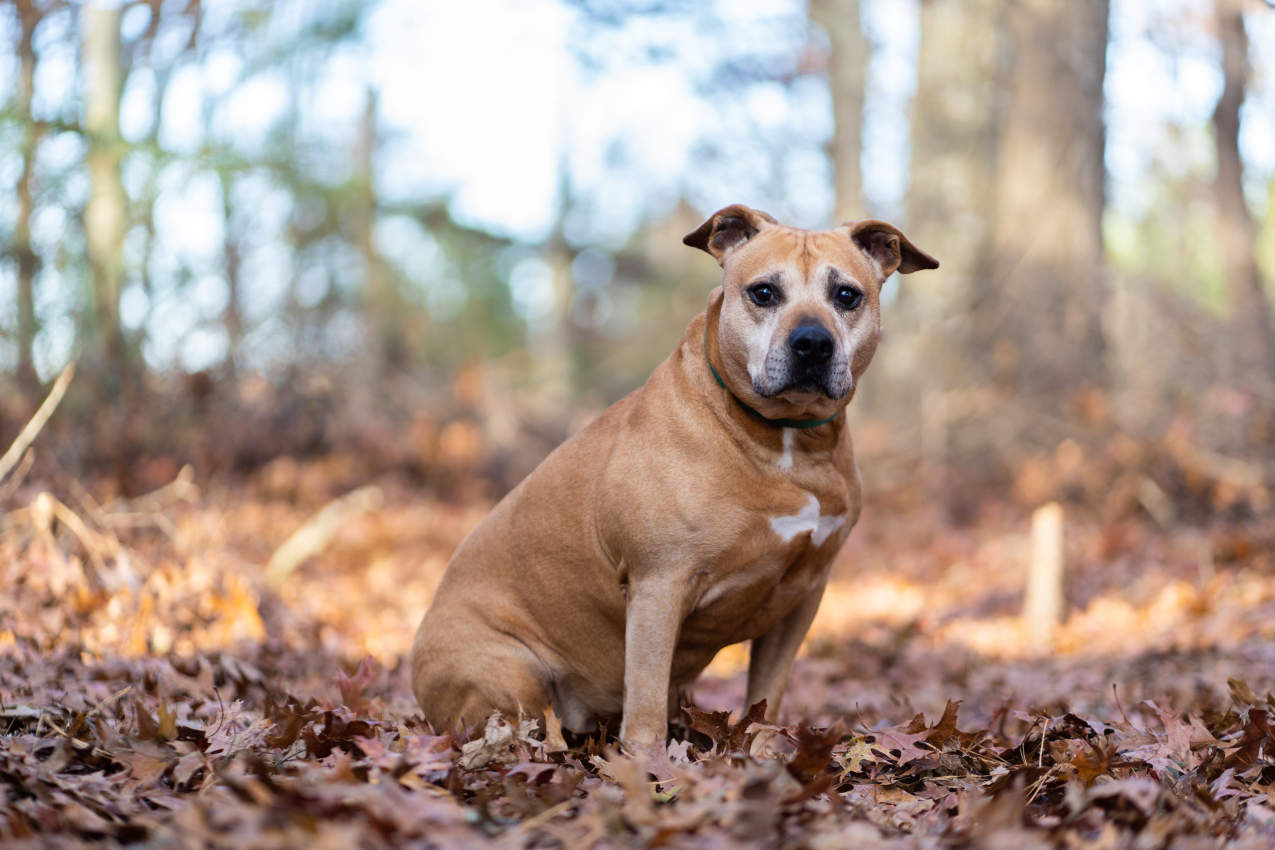 Jada the senior pet dog is available at ARF