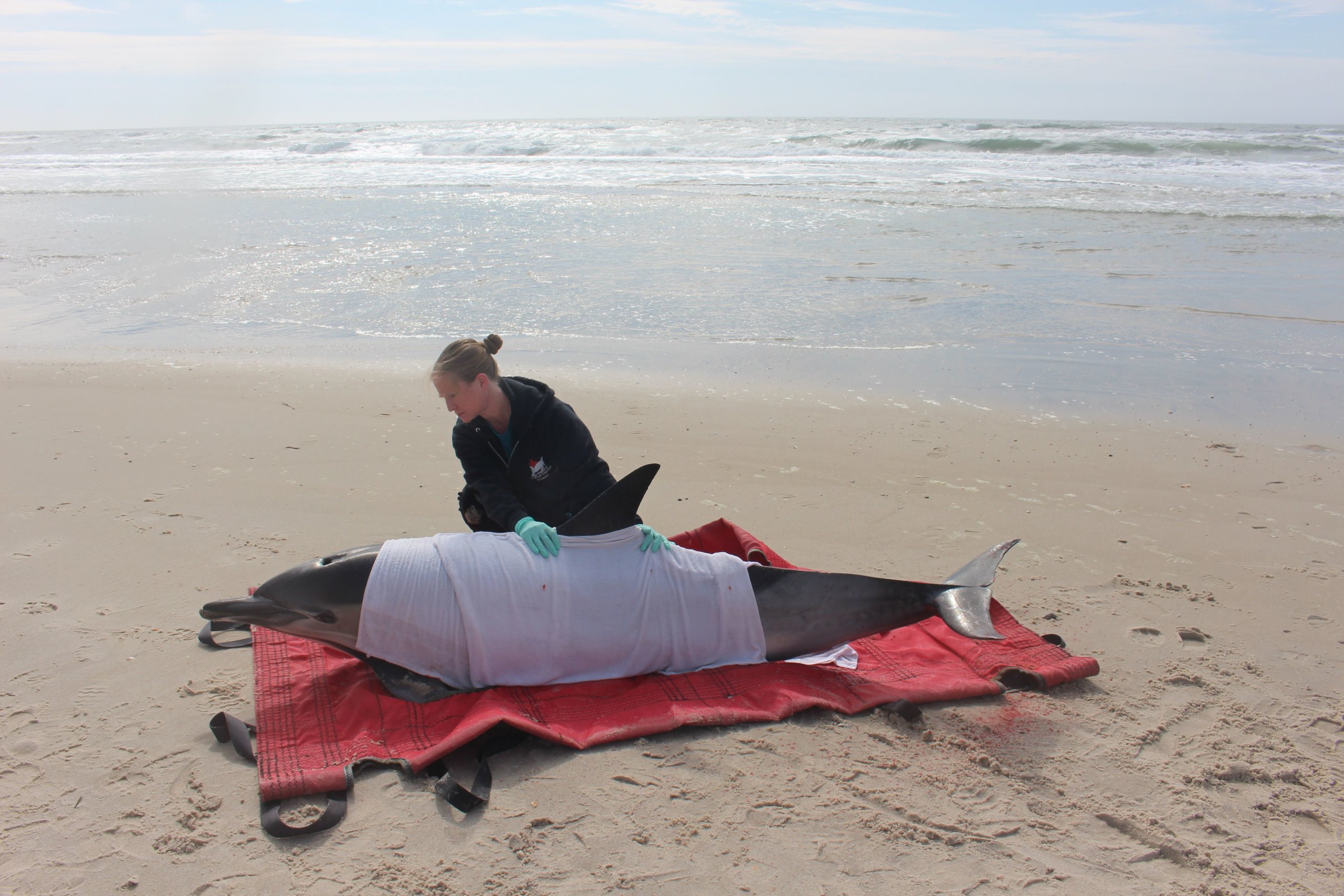New York Marine Rescue Center team saves a stranded dolphin
