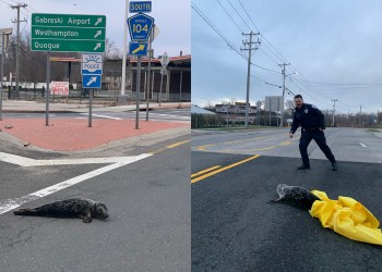 Cops found a gray seal pup in Riverhead on Sunday.