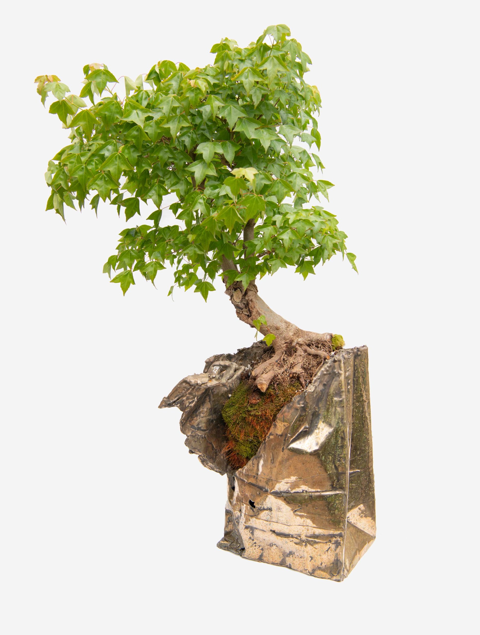 Bejamin Keating's "38-year-old Trident Maple (2022, bronze bag, 44" x 25" x 23")