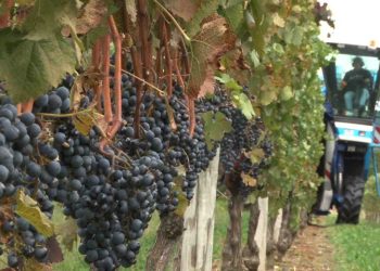 The drought might be a boon to some wineries during the September wine harvest season