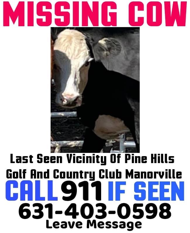 Manorville cow missing poster