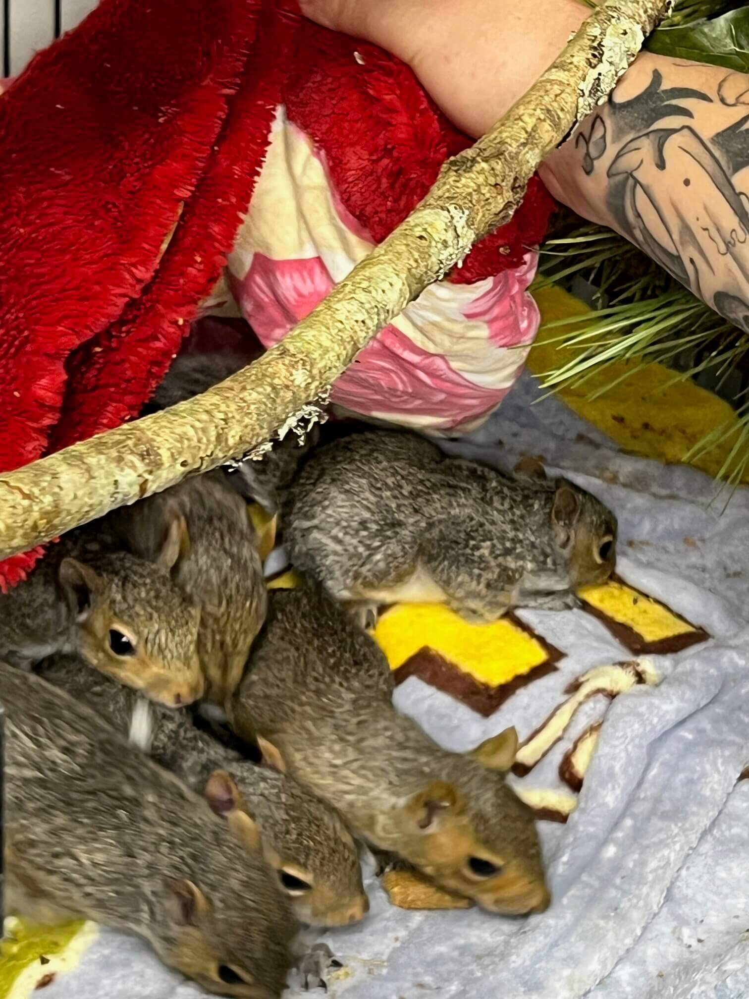 Baby squirrels
