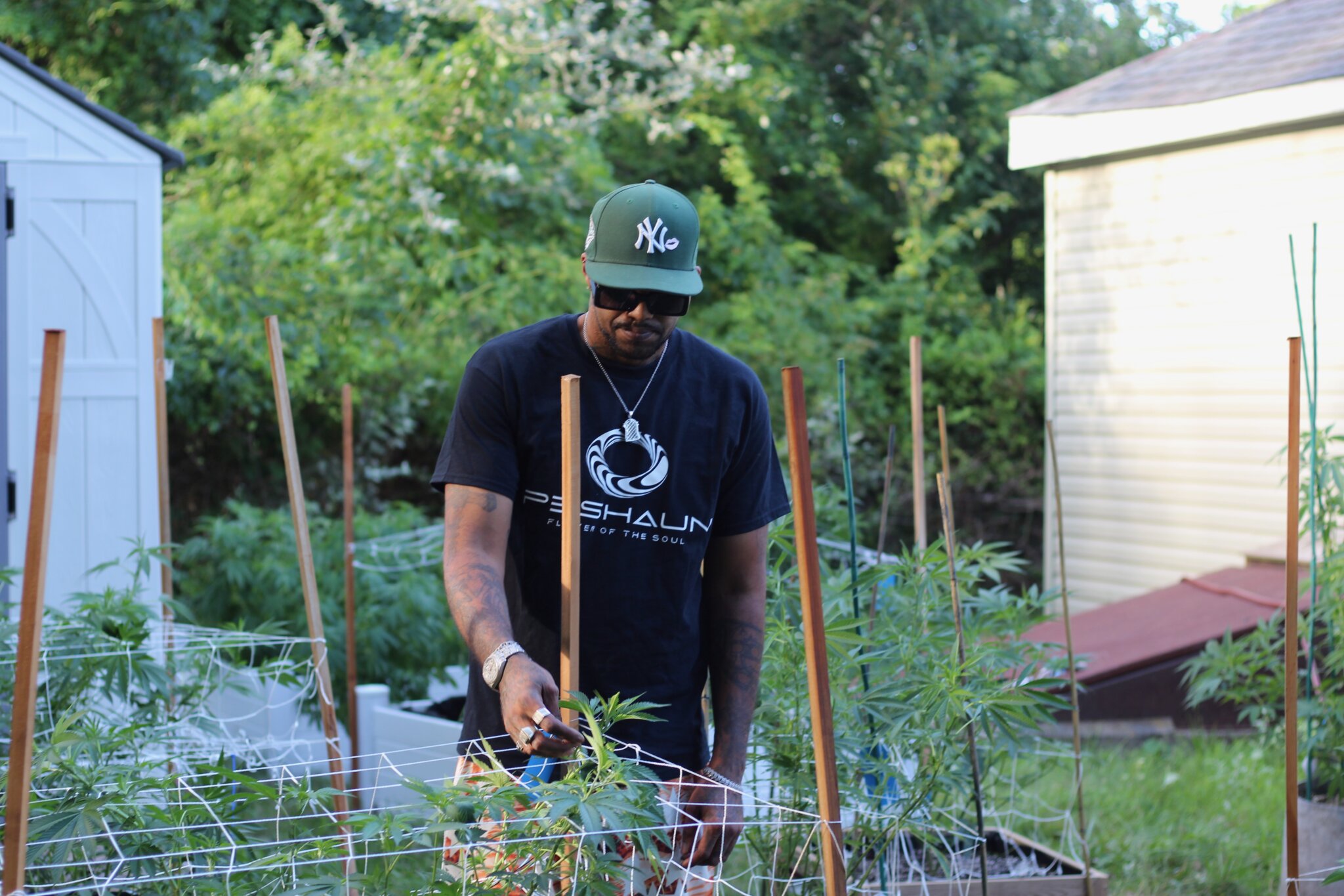 Taboo tends to his outdoor cannabis plants