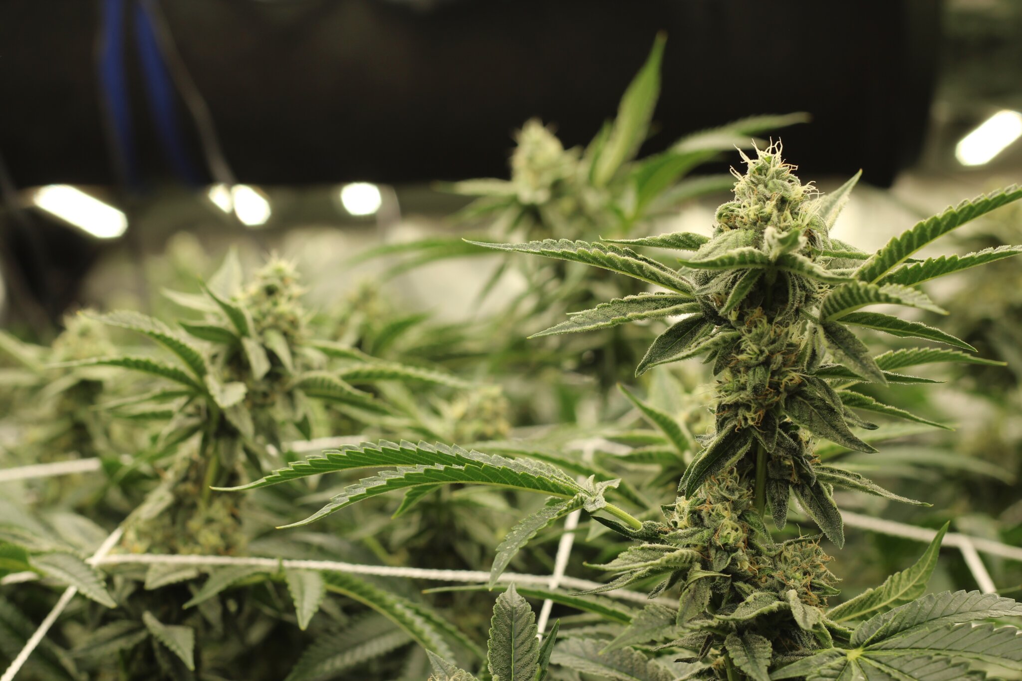 Cannabis in the Peshaun grow