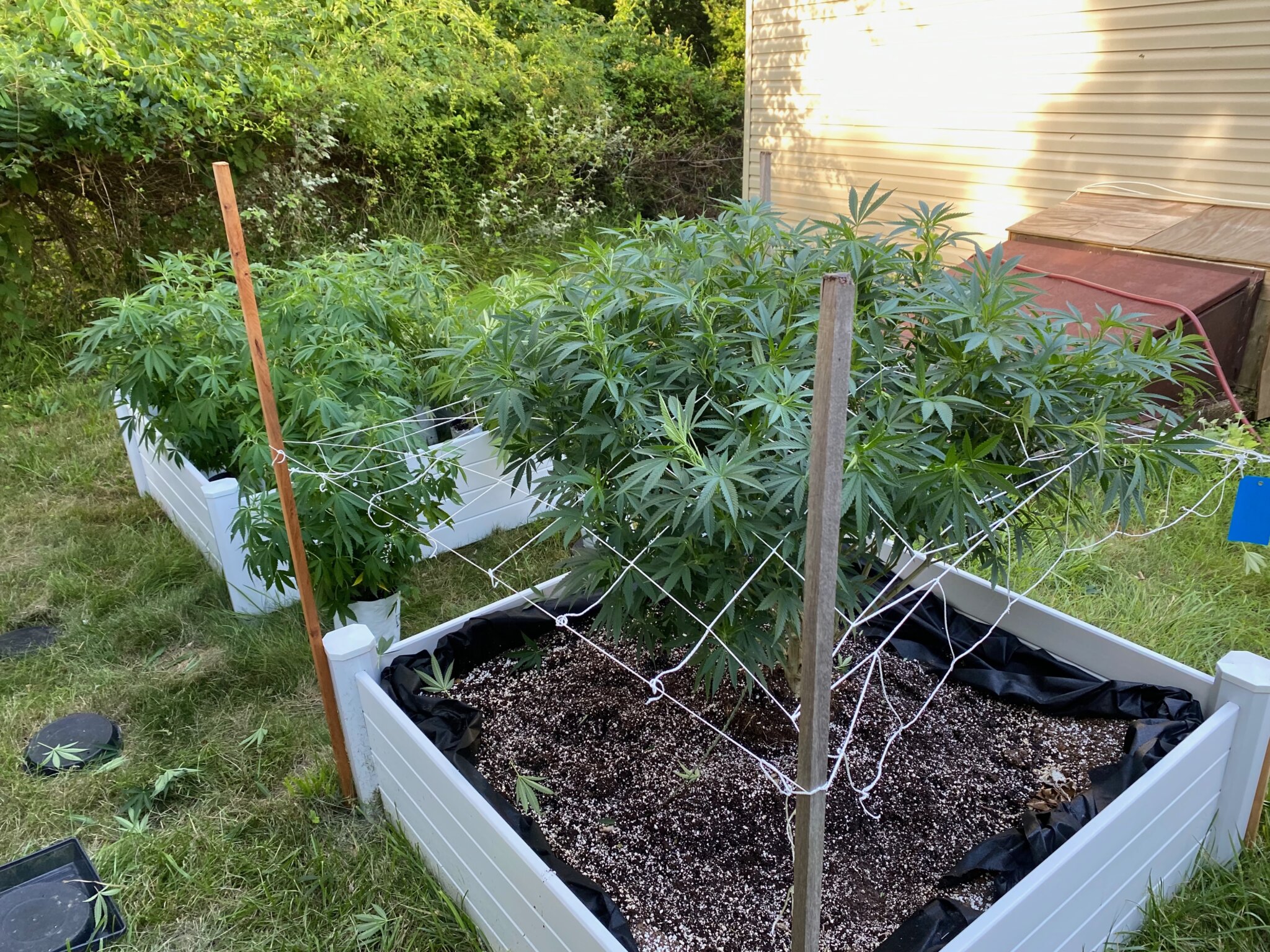 Outdoor plants growing Peshaun cannabis