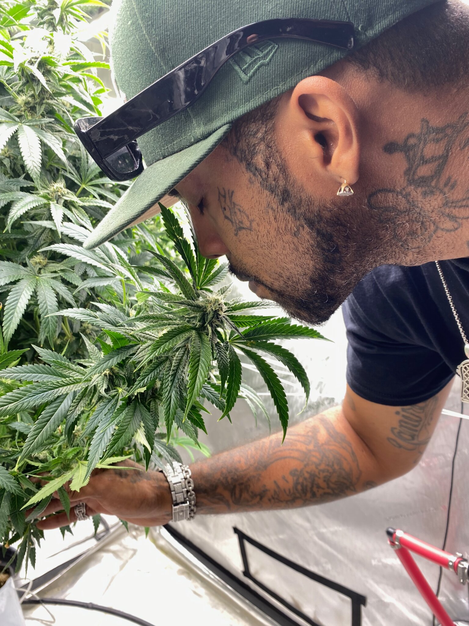 Taboo tends to his cannabis plants on the Shinnecock reservation