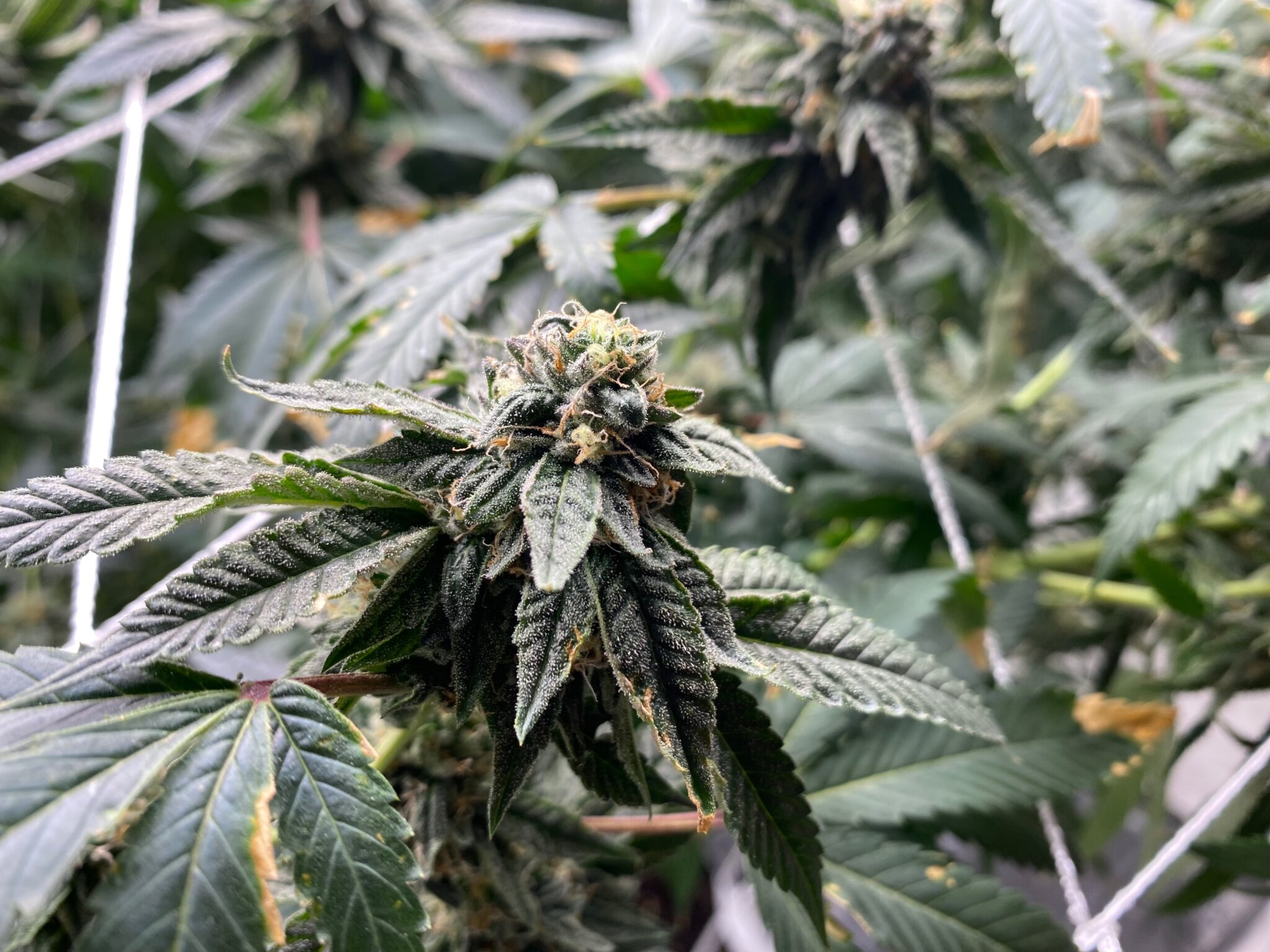 The Succotash Gumbo marijuana strain is exclusive to Peshaun