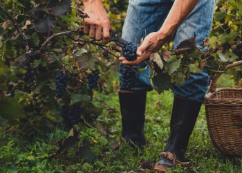 East End Wine Country is the place to be for harvest season