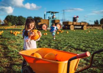 It's peak season for East End fall festivals in the Hamptons and North Fork
