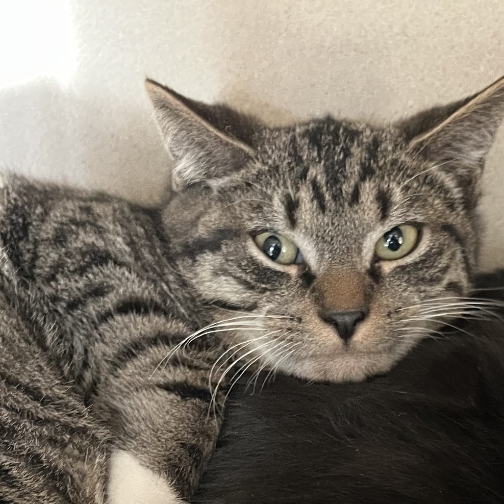 Bob the cat is at Kent Animal Shelter