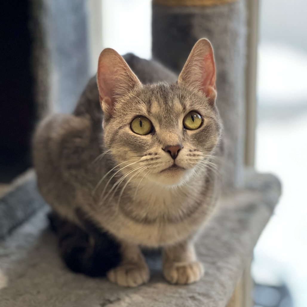 Adopt Brisci from ARF Hamptons