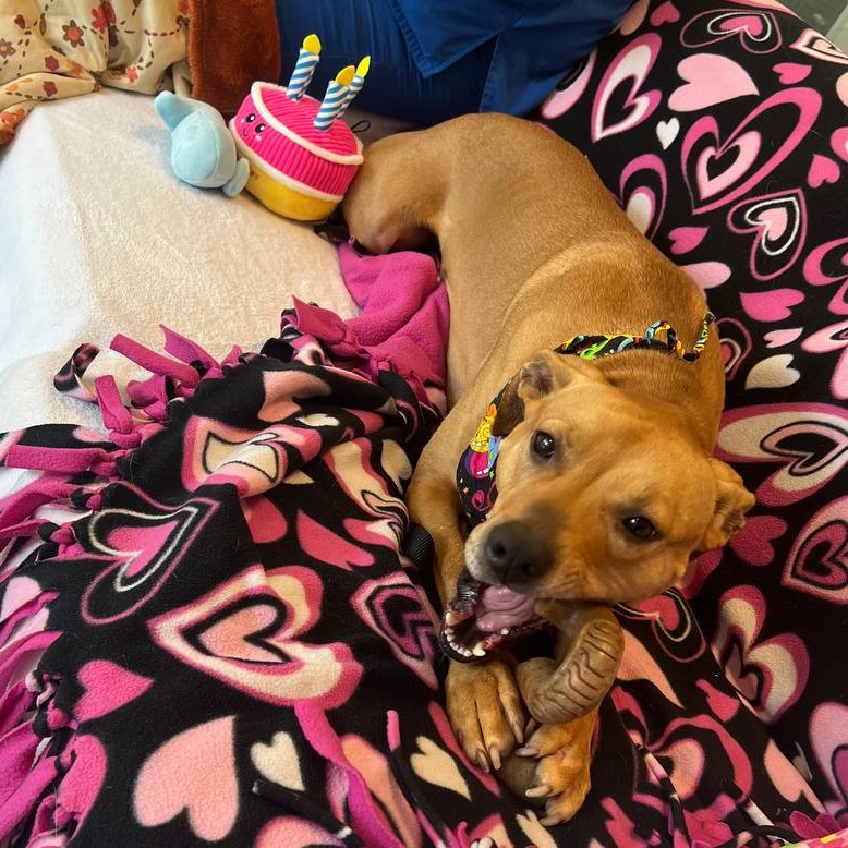 Find Molly for adoption at Bideawee Animal Rescue Westhampton