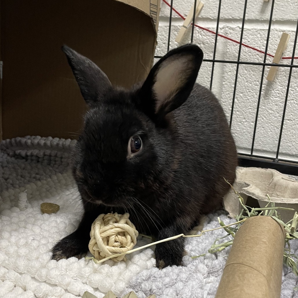 Owl the bunny rabbit is available at Southampton Animal Shelter