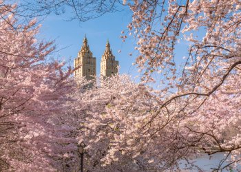 Cherry Blossoms in New York City