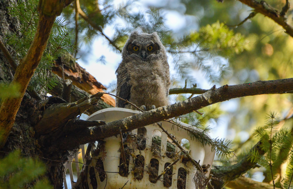 a great horned owl baby was re-nested after it fell down from its original nest (EAWC) owls