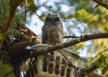 a great horned owl baby was re-nested after it fell down from its original nest (EAWC) owls