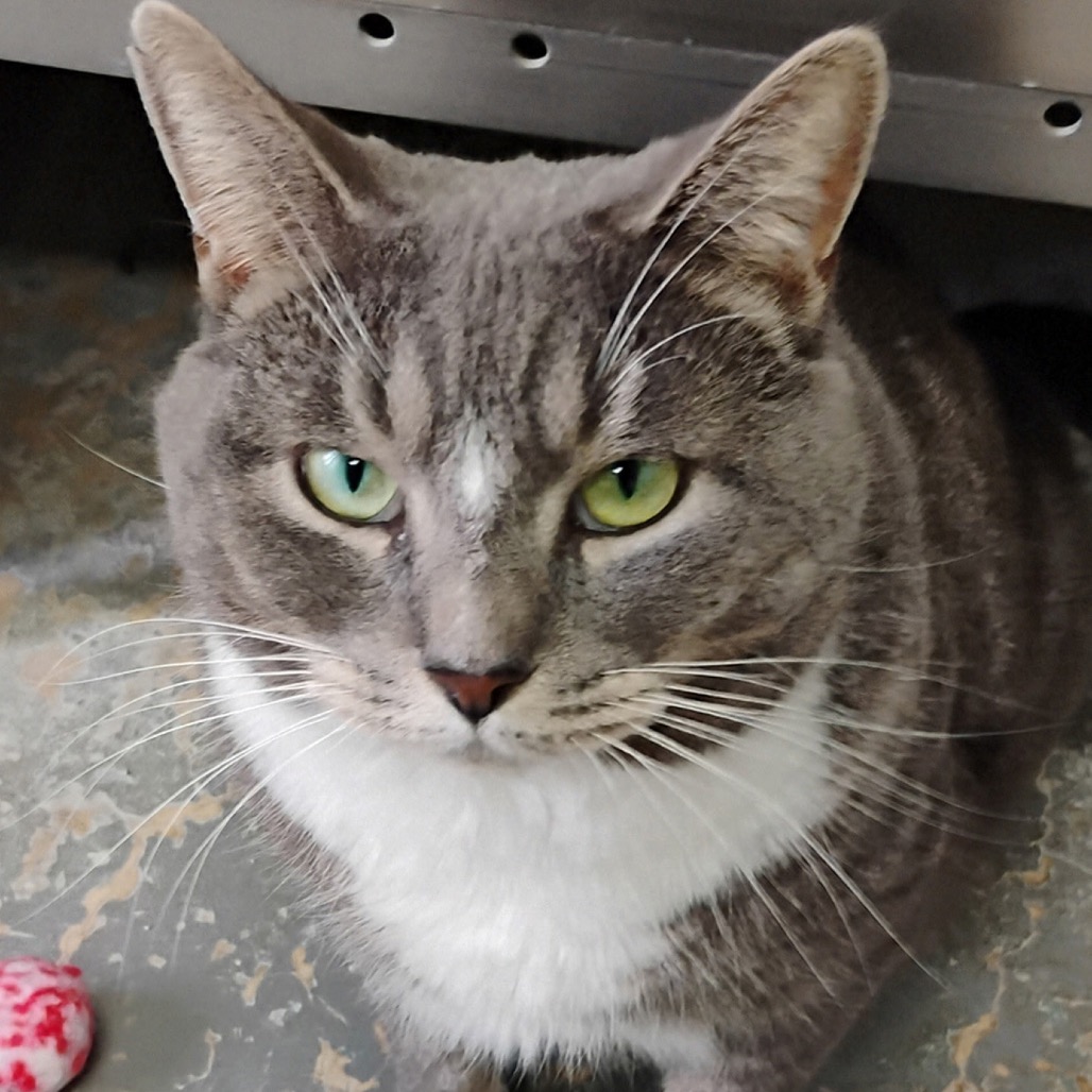 Adopt Aurora from Kent Animal Shelter