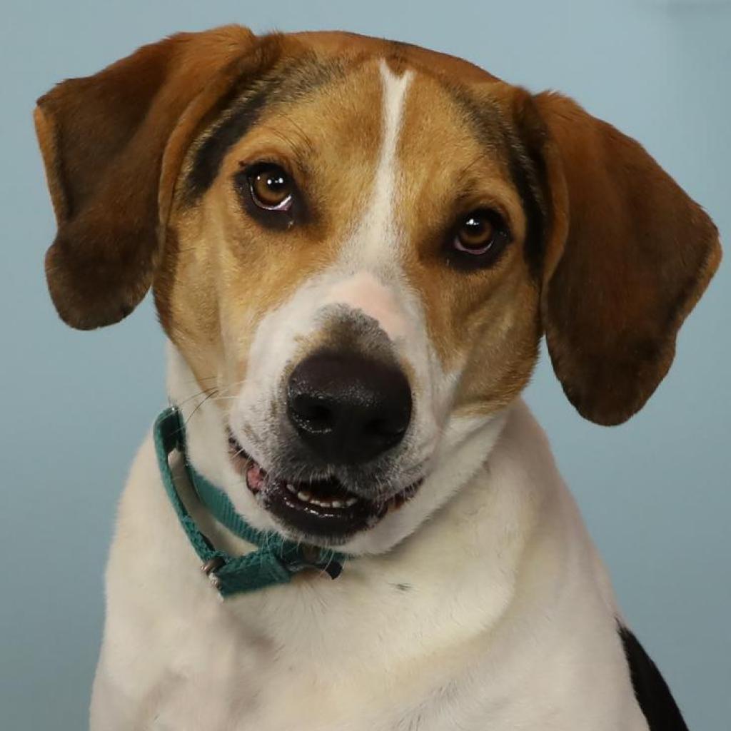 Adopt Austin from Southampton Animal Shelter