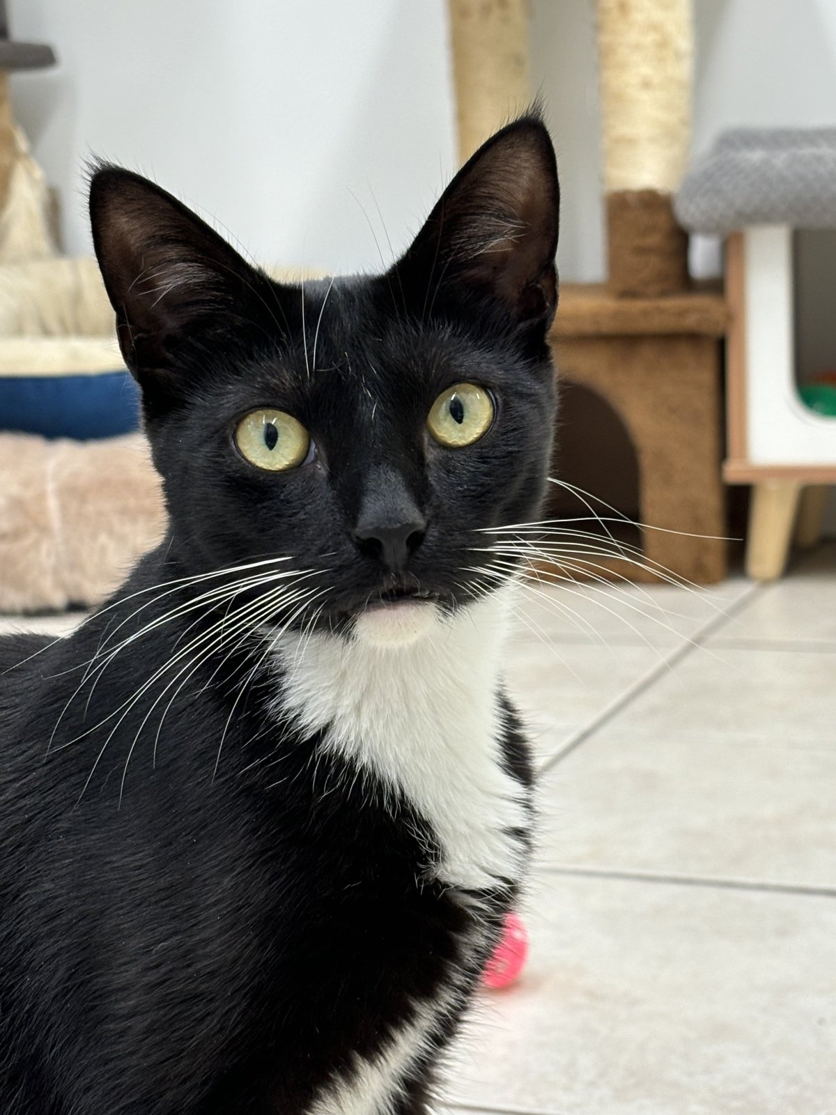 Binx is available at North Fork Animal Welfare League