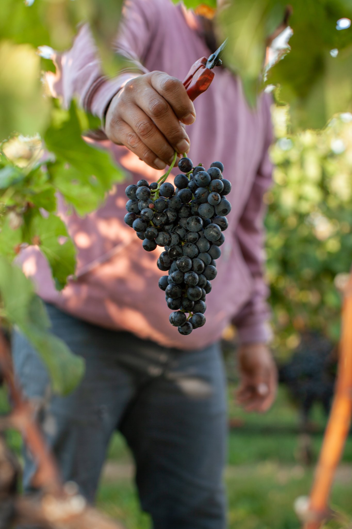 RGNY uses the finest grapes