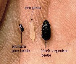 Southern Pine Beetle