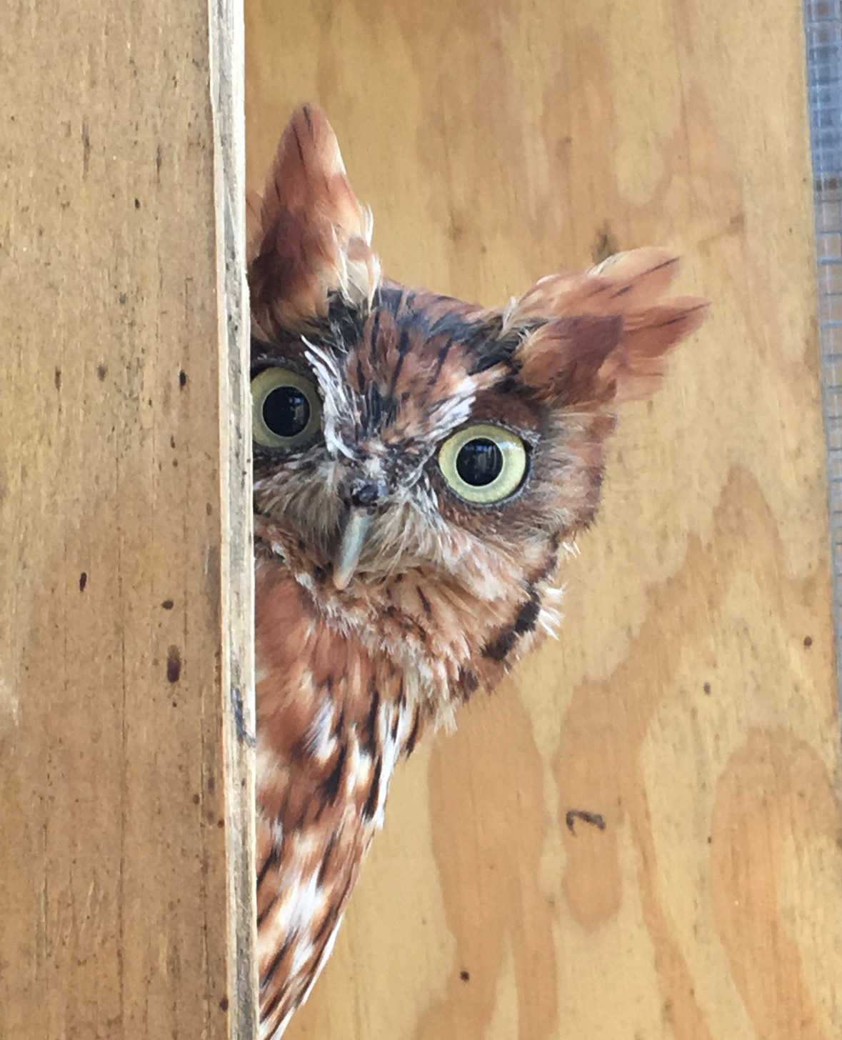Archie at Evelyn Alexander Wildlife Rescue Center
