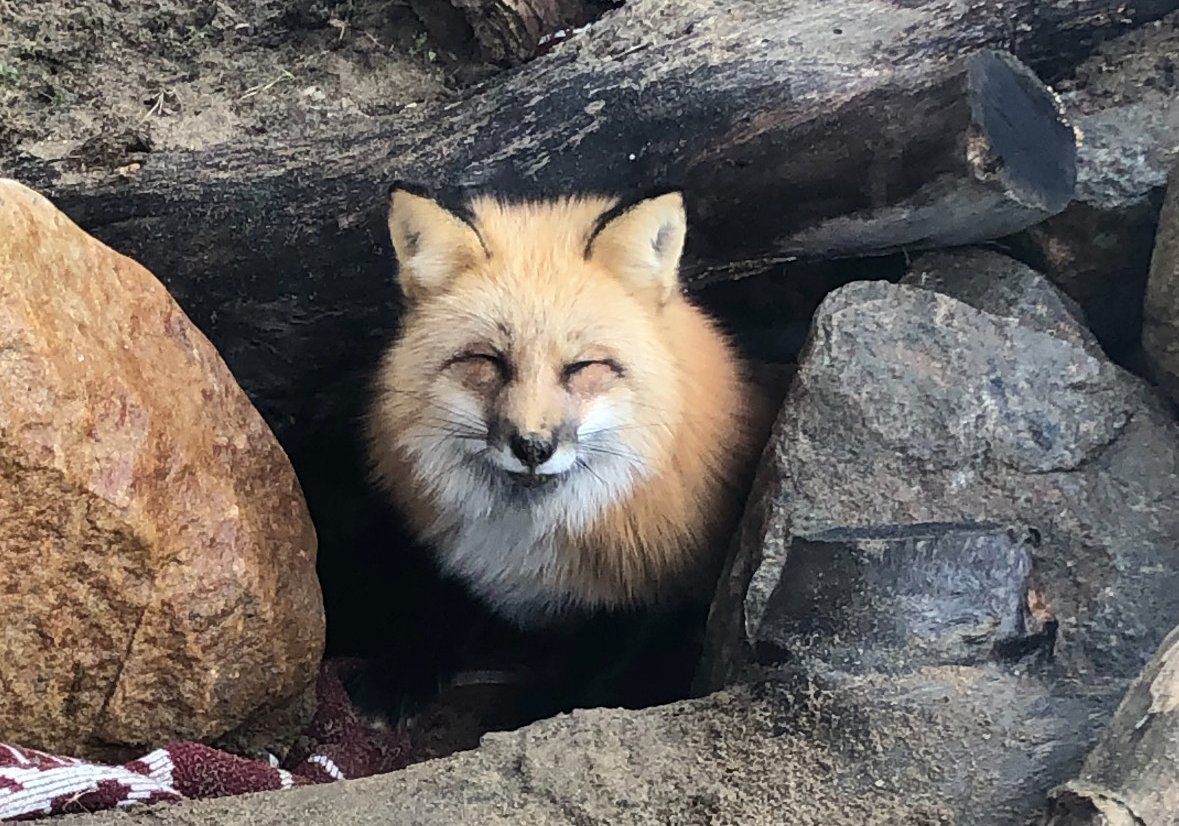 Keela at Evelyn Alexander Wildlife Rescue Center